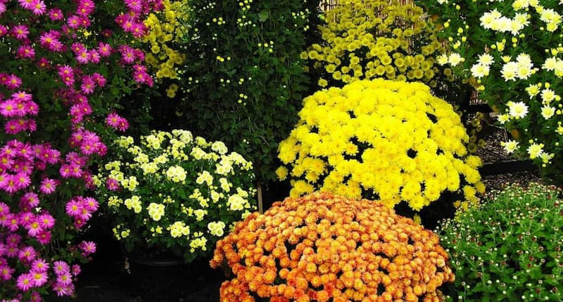 Cúc Tứ Quý - Loài Hoa Thơm Và Đa Dạng Màu Sắc Nhất Hiện Nay